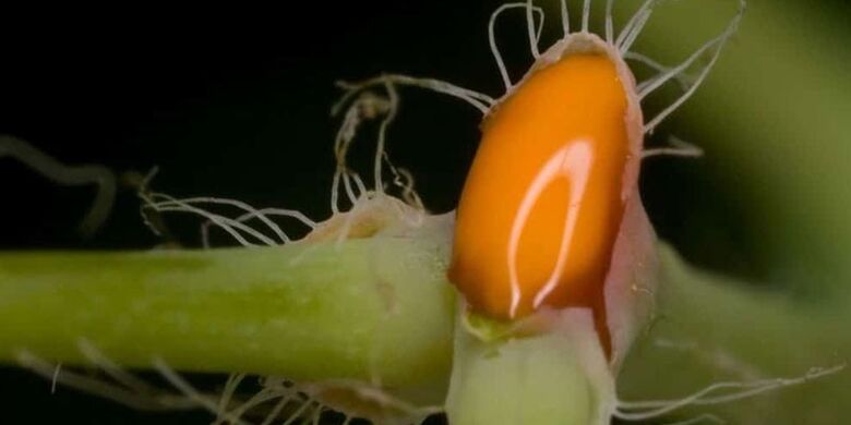 Schöllkrautsaft zur Behandlung von Zehennagelpilz